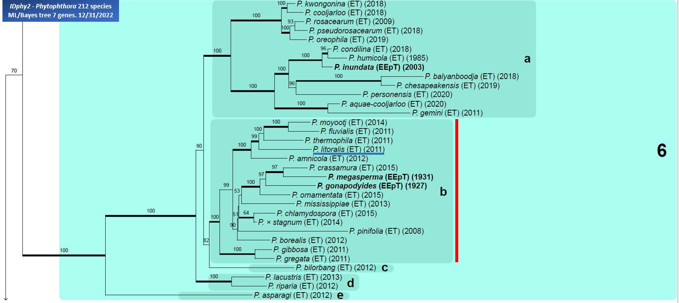   Phytophthora  spp. in subclade 6b:  portion of the seven-loci ML phylogeny featuring the type cultures of 212 described species (by T. Bourret). Notice the position of   P. litoralis  Ex-type CBS 127953 = Samp;T BL 70 . Gloria Abad, USDA Samp;T.
